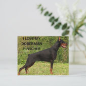 Doberman pinscher Liebe Postkarte (Stehend Vorderseite)