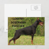 Doberman pinscher Liebe Postkarte (Vorne/Hinten)