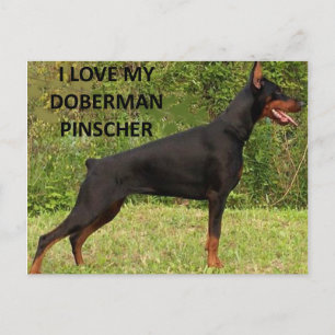 Doberman pinscher Liebe Postkarte