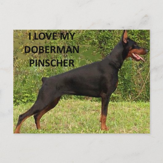 Doberman pinscher Liebe Postkarte (Vorderseite)