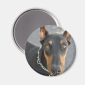 Doberman Pinscher Magnet (Vorderseite/Rückseite)