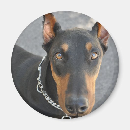 Doberman Pinscher Magnet (Vorne)