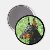 Doberman-Pinscher-Magnet Magnet (Vorderseite/Rückseite)