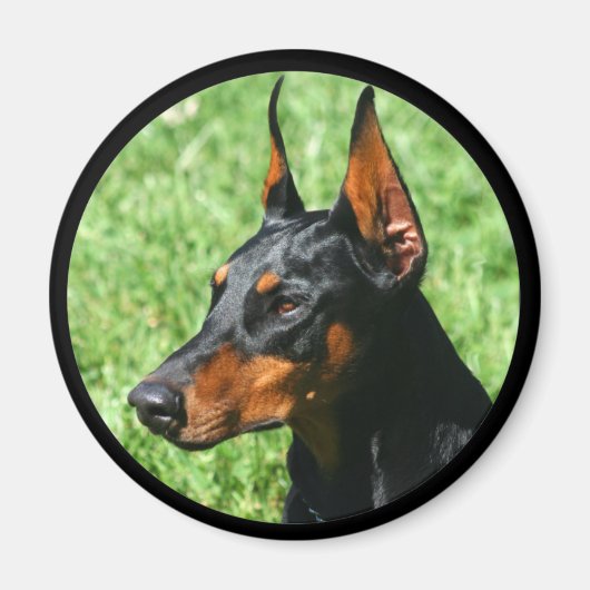 Doberman-Pinscher-Magnet Magnet (Vorne)