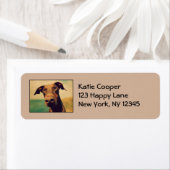 Doberman Pinscher Niedlich und ansprechend mit gro (Insitu)