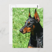 Doberman Pinscher Postcard Postkarte (Vorne/Hinten)