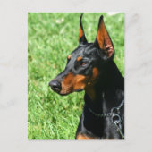 Doberman Pinscher Postcard Postkarte (Vorderseite)