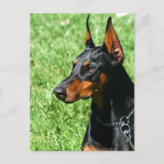 Doberman Pinscher Postcard Postkarte (Vorderseite)