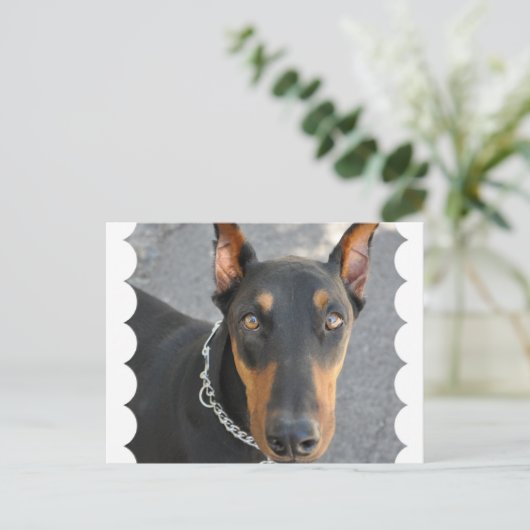 Doberman Pinscher Postcard Postkarte (Stehend Vorderseite)