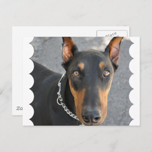 Doberman Pinscher Postcard Postkarte (Vorne/Hinten)