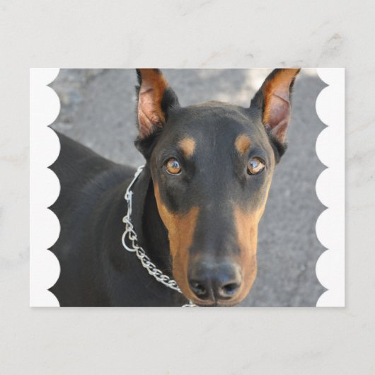 Doberman Pinscher Postcard Postkarte (Vorderseite)