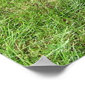 Doberman Pinscher Poster (Ecke)