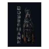 Doberman Pinscher Poster (Vorderseite)