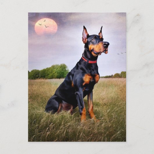 Doberman Pinscher Postkarte (Vorderseite)