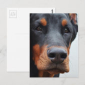 Doberman Pinscher Postkarte (Vorne/Hinten)