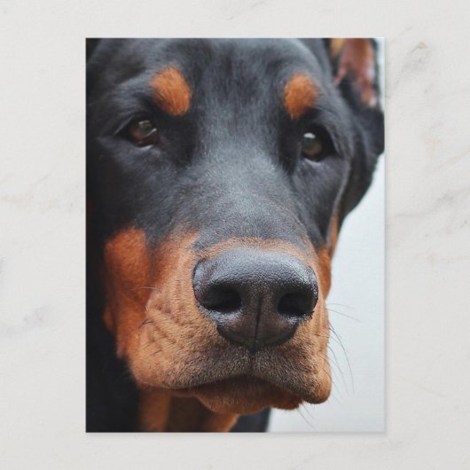 Doberman Pinscher Postkarte (Vorderseite)