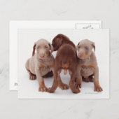 Doberman Pinscher Puppies Postkarte (Vorne/Hinten)