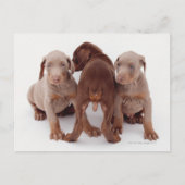 Doberman Pinscher Puppies Postkarte (Vorderseite)