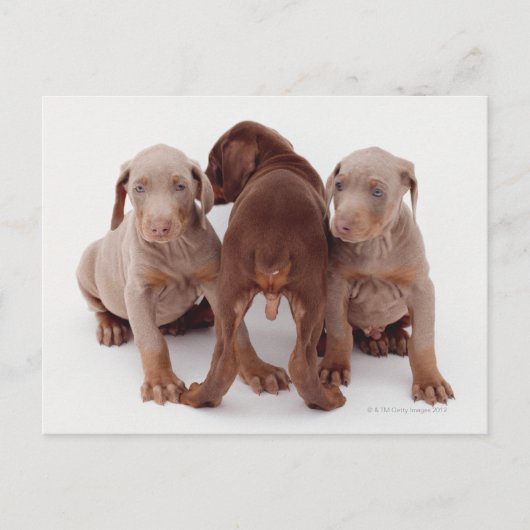 Doberman Pinscher Puppies Postkarte (Vorderseite)