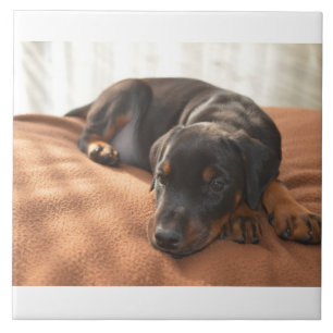 Doberman-pinscher-Puppy Fliese