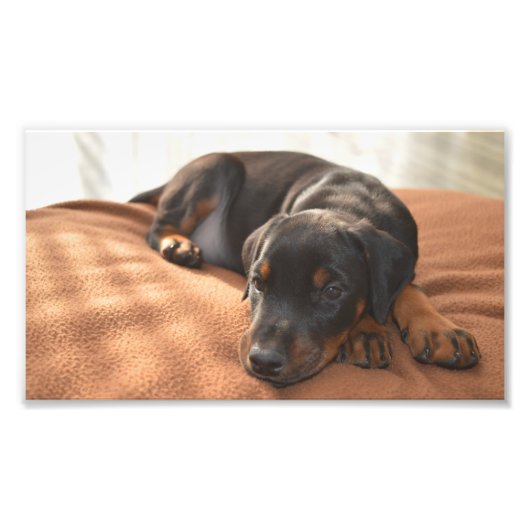 Doberman-pinscher-Puppy Fotodruck (Vorne)