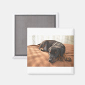 Doberman-pinscher-Puppy Magnet (Vorderseite/Rückseite)