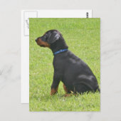 Doberman Pinscher Puppy Postcard Postkarte (Vorne/Hinten)