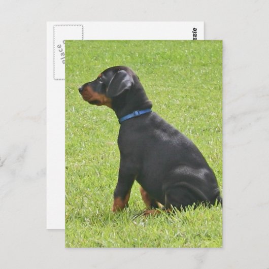 Doberman Pinscher Puppy Postcard Postkarte (Vorne/Hinten)