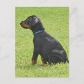Doberman Pinscher Puppy Postcard Postkarte (Vorderseite)
