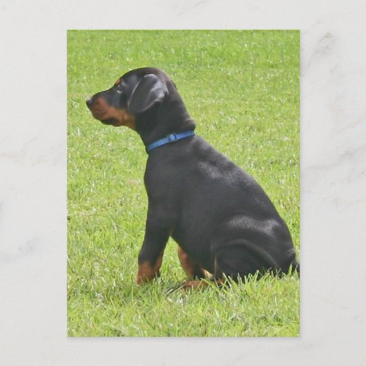 Doberman Pinscher Puppy Postcard Postkarte (Vorderseite)