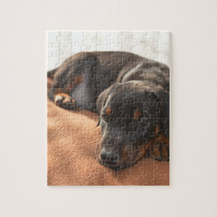 Doberman-pinscher-Puppy Puzzle