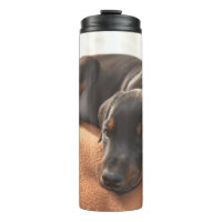 Doberman-pinscher-Puppy