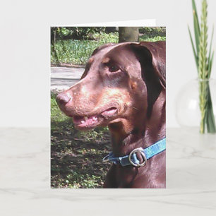 Doberman Pinscher Red Karte