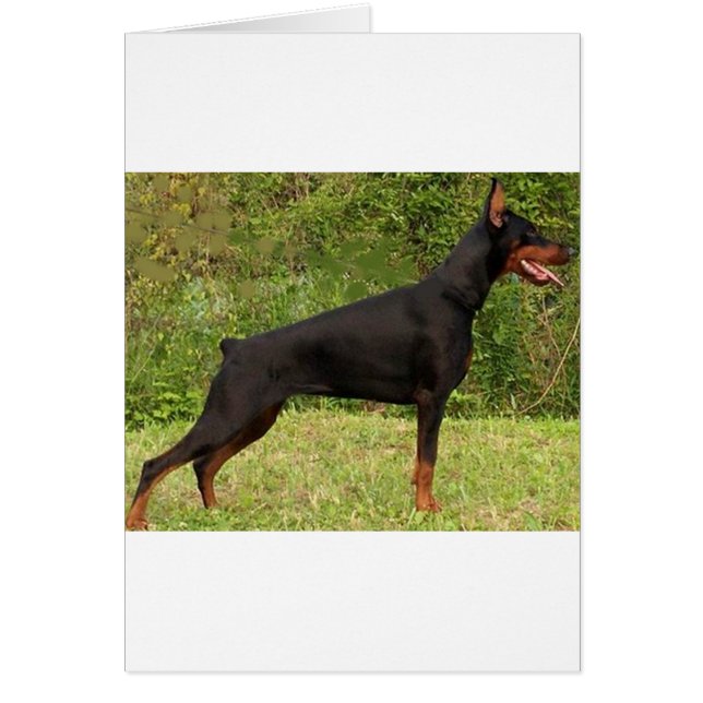 Doberman pinscher schwarzer Full (Vorne)