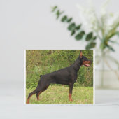 Doberman pinscher schwarzer Full Postkarte (Stehend Vorderseite)