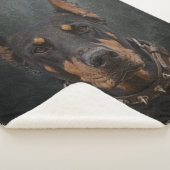 Doberman Pinscher Sherpadecke (3/4)