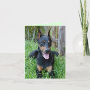 Doberman Pinscher Welpe Hund Blank-Karte Karte