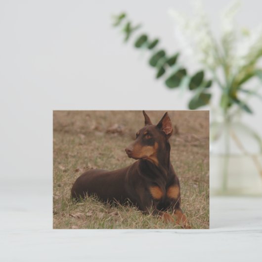 Doberman Postage Briefmarke Postkarte (Stehend Vorderseite)