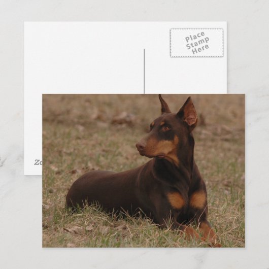 Doberman Postage Briefmarke Postkarte (Vorne/Hinten)