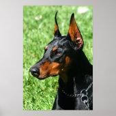 Doberman Poster (Vorne)