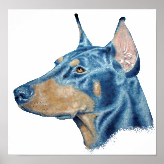 Doberman Poster (Vorne)