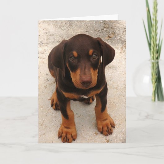 Doberman Puppy Karte (Vorderseite)