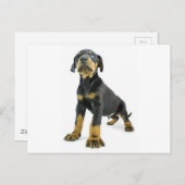 Doberman Puppy Postkarte (Vorne/Hinten)