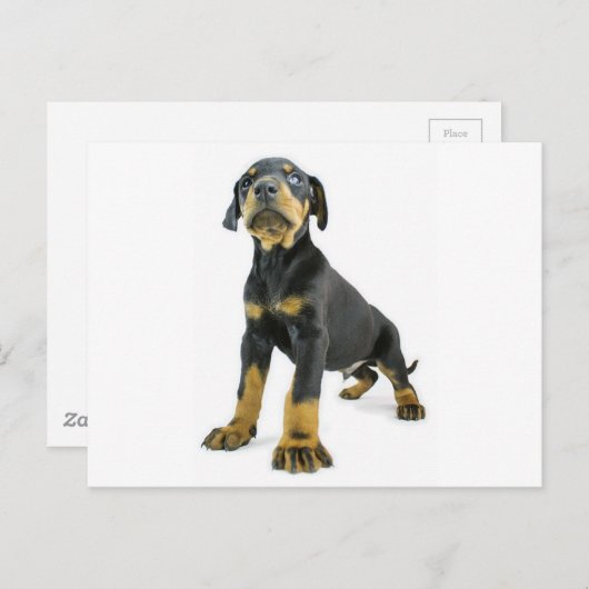 Doberman Puppy Postkarte (Vorne/Hinten)
