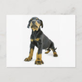 Doberman Puppy Postkarte (Vorderseite)