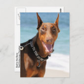 Doberman - Rot - Schlecht zum Knochen Postkarte (Vorne/Hinten)