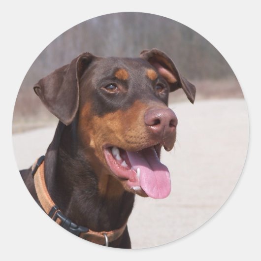 Doberman Runder Aufkleber (Vorderseite)