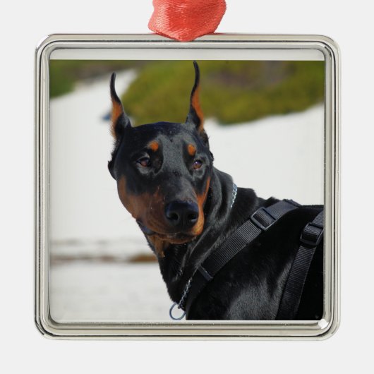 Doberman - Schwarz - Bogie Silbernes Ornament (Vorne)