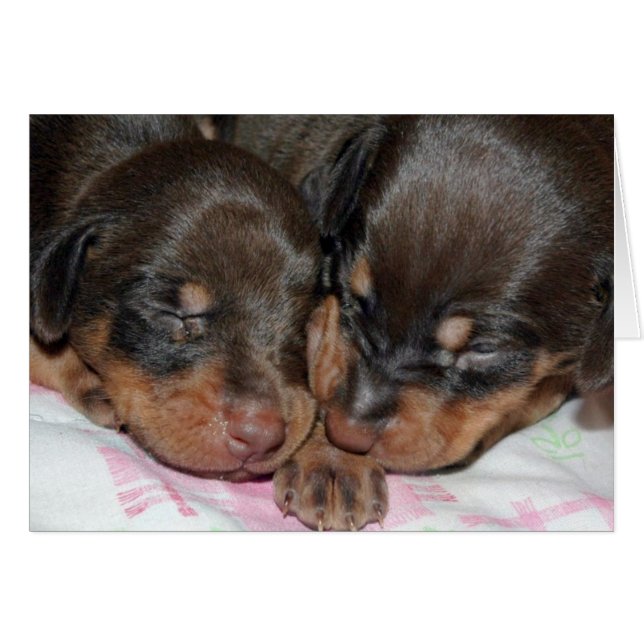 Doberman Sleeping (Vorderseite (Horizontal))