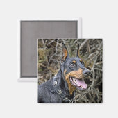 Doberman Smile Magnet (Vorderseite/Rückseite)